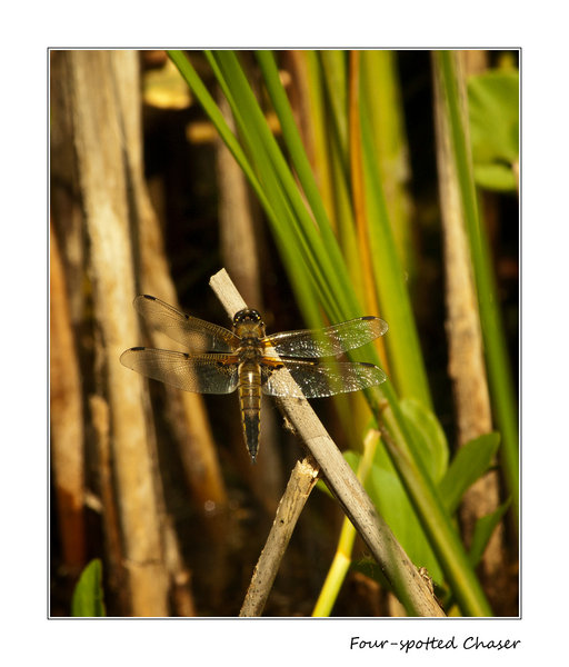 Four-spotted Chaser