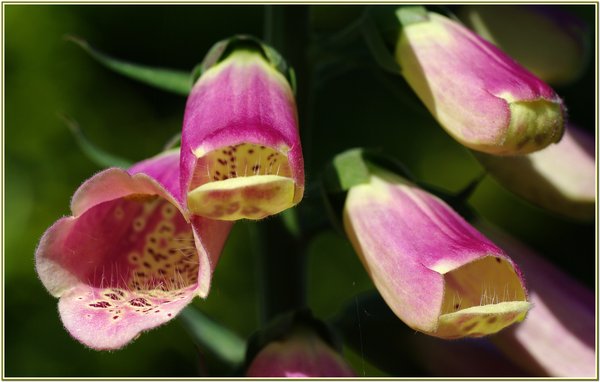 Foxglove detail