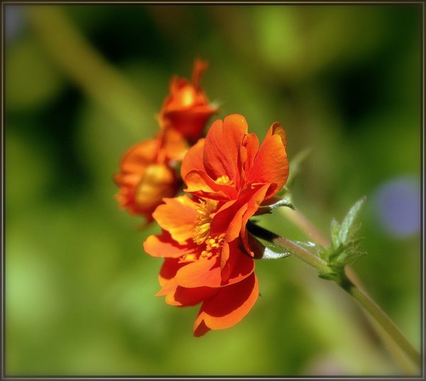 Geum