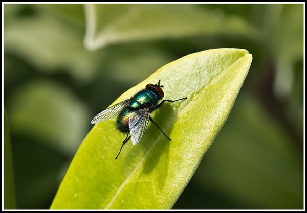 Green Bottle