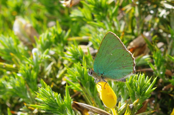 Green Butterfly