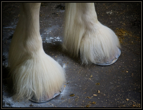 Hairy Feet