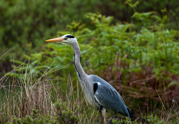 Rainy Heron