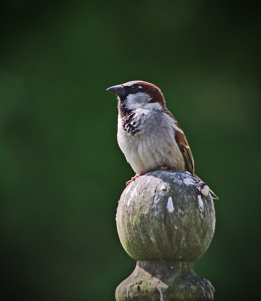 House Sparrow