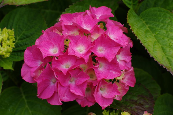 Hydrangea