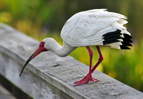 Immature Ibis