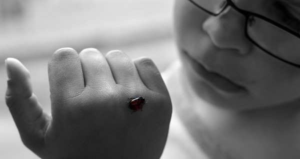 Joseph and the Ladybird