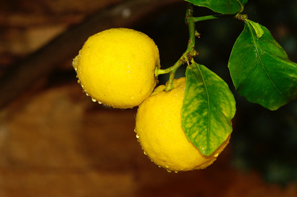 lemons