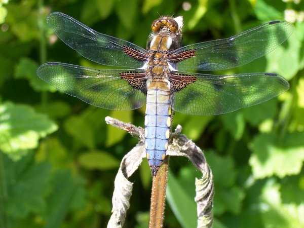 Libellula Depressa - male