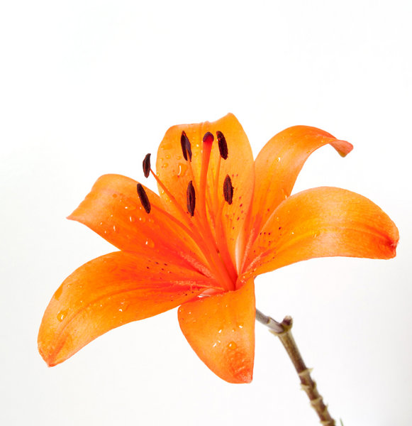 Lily