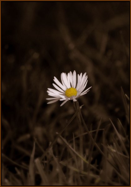 Little Daisy