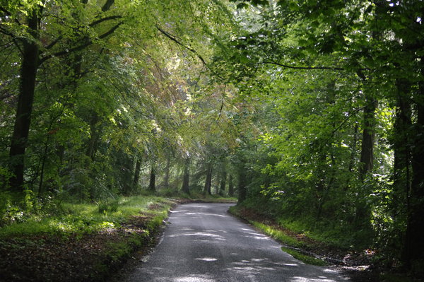 Longleat woods