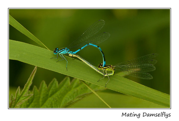 Mating Damselflys