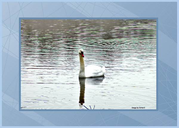Mute Swan