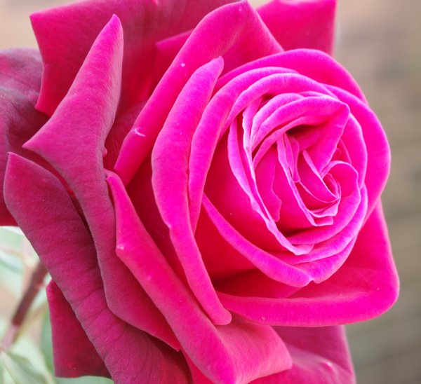 Open pink rose,