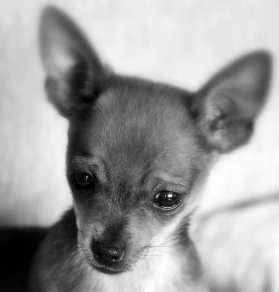 Paco 2