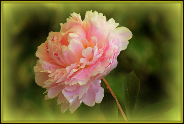 Peony 2
