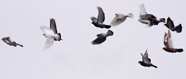 Pigeons