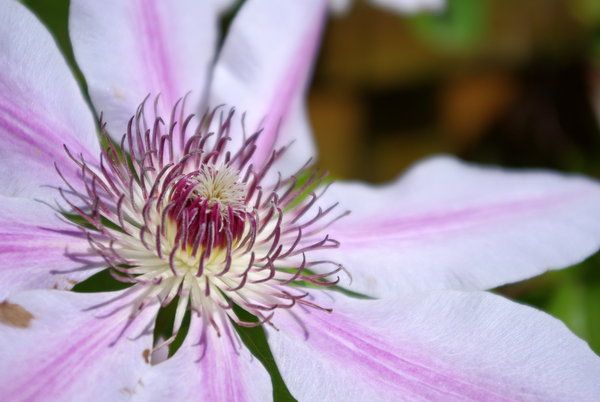 Plant Centre