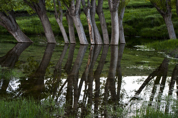 Poplars 2