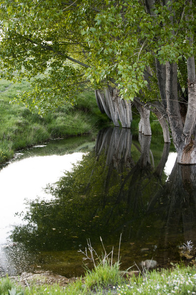 Poplars in Water