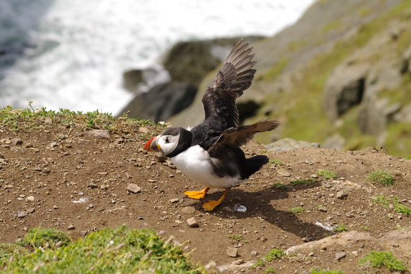 Puffin in a flap.