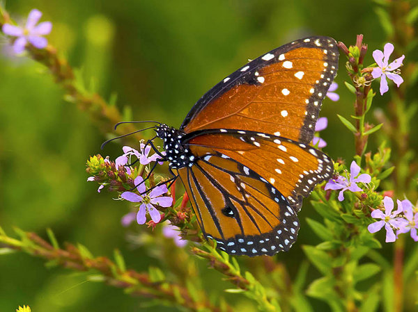 Queen Butterfly