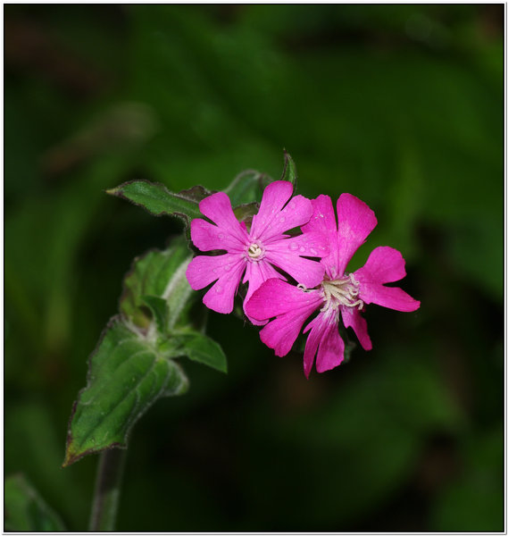 Ragged Robin