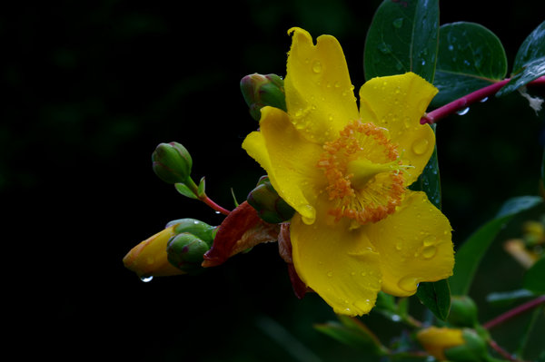 rain