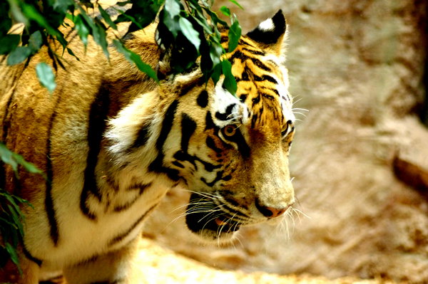 Ready to attack--Emotion of Hunger