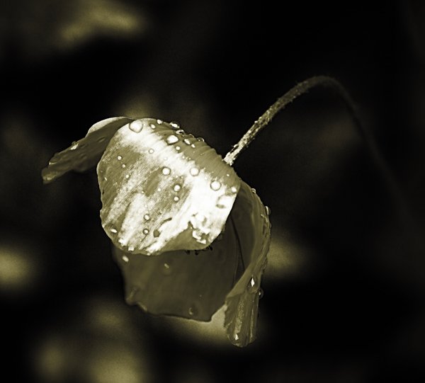 Satin and rain