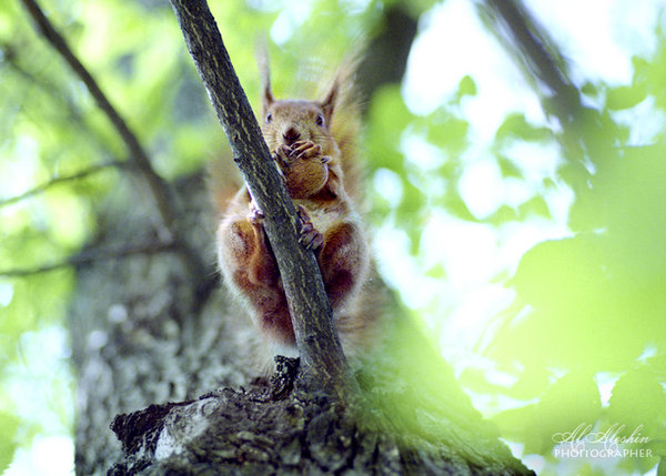 Squirrel :)