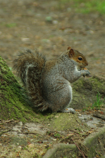 squirrel