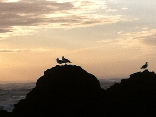 Three birds