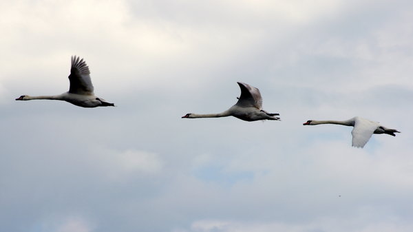 Three Swans