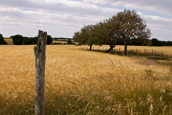 Three Trees and a Post