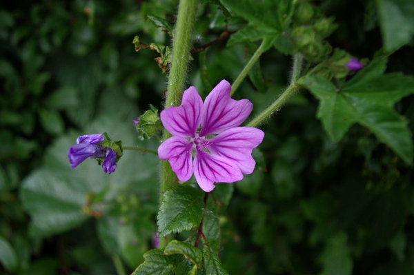 Violet flower