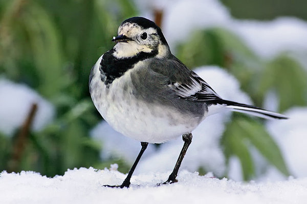 Wagtail in the snow