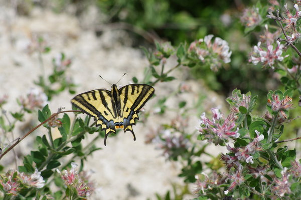 Western Tiger Swallowtail