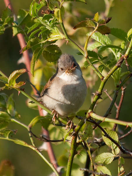 Whitethroat