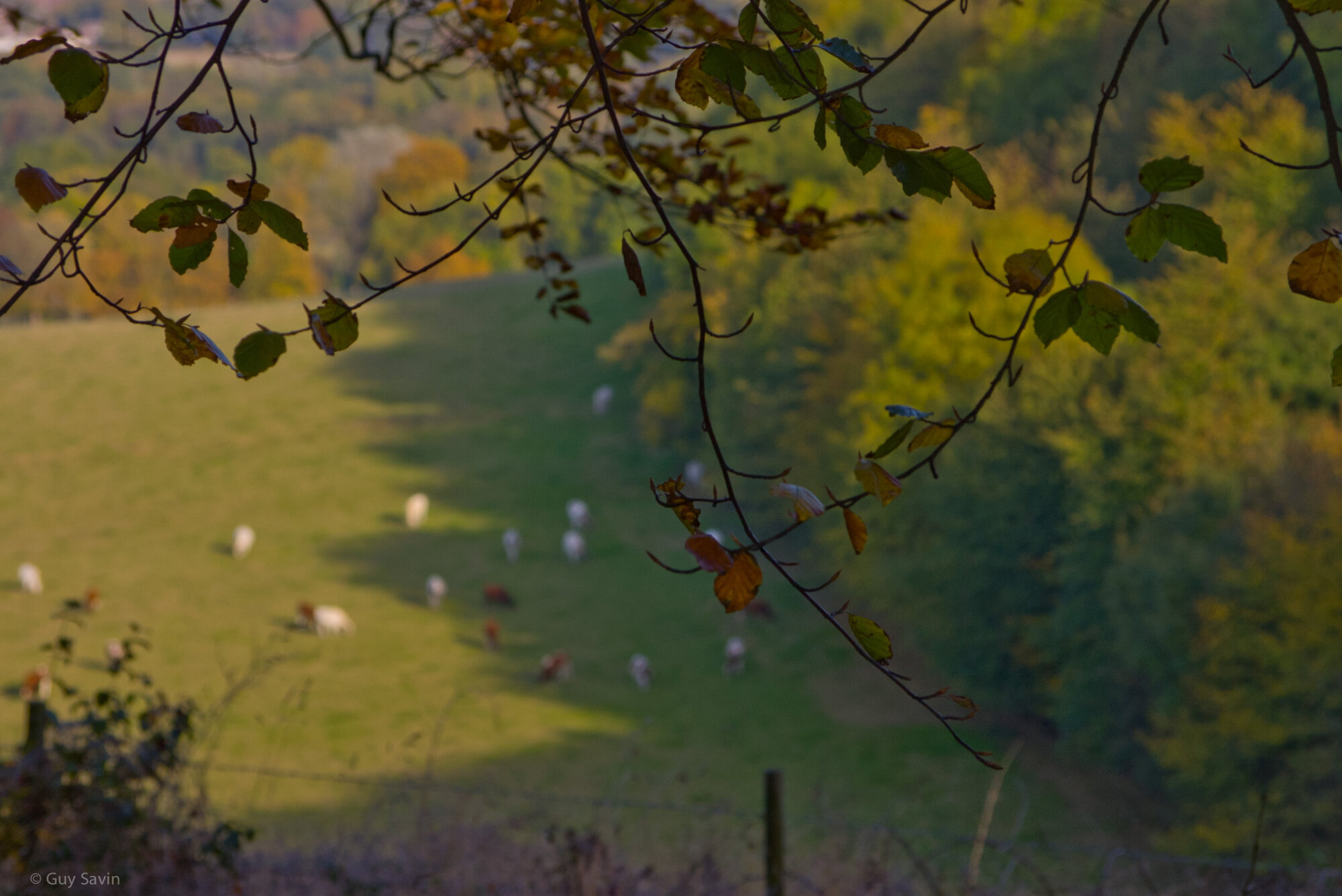 autumn