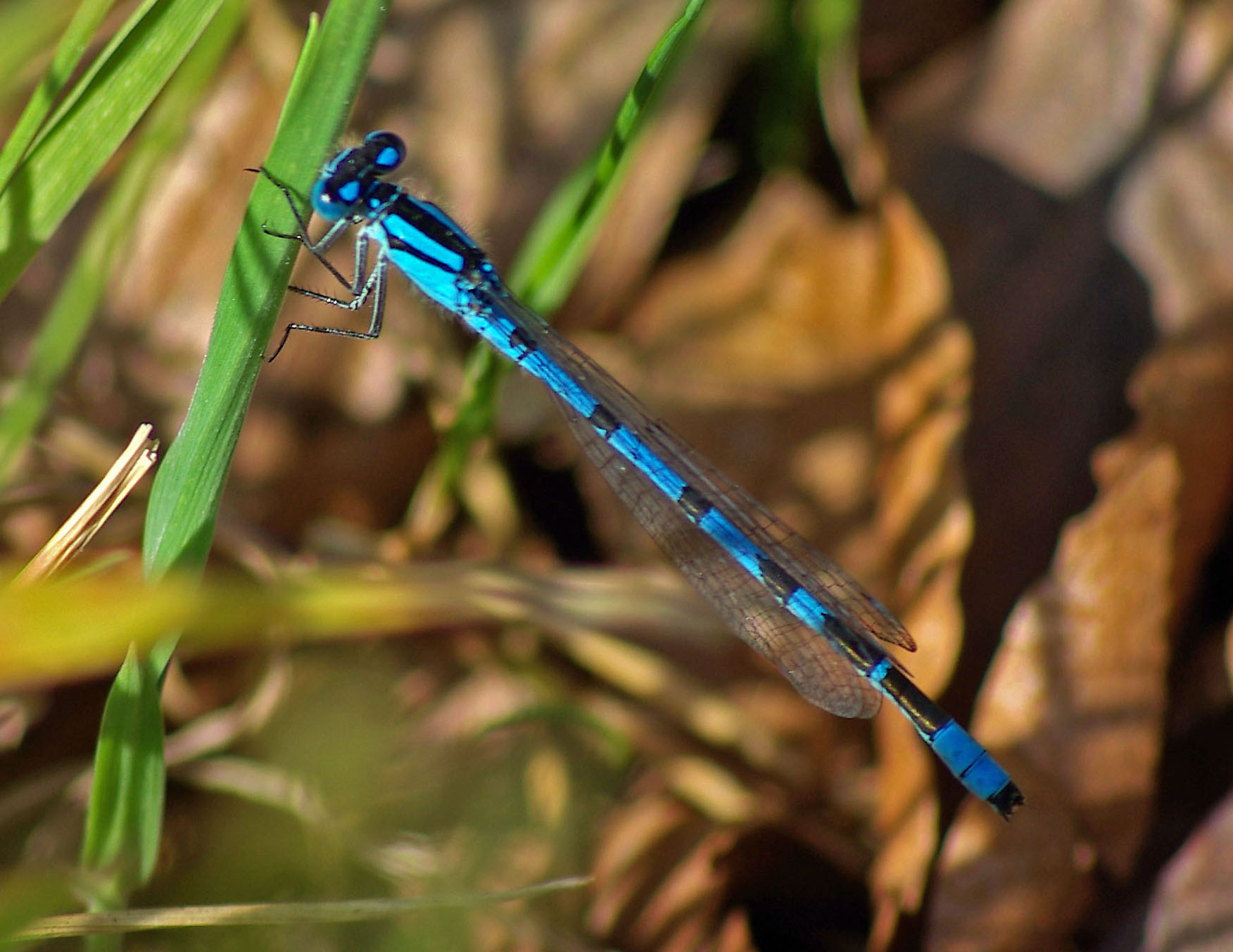 Common blue damsel fly