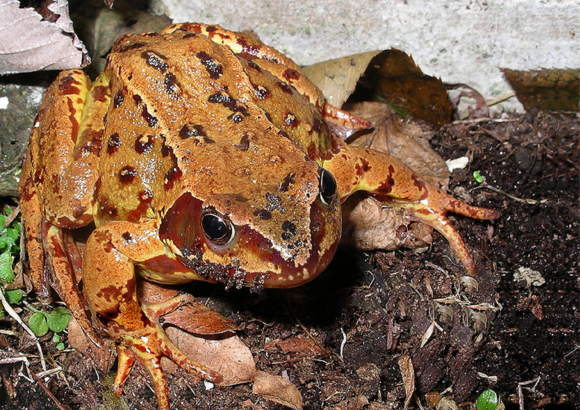 Common frog