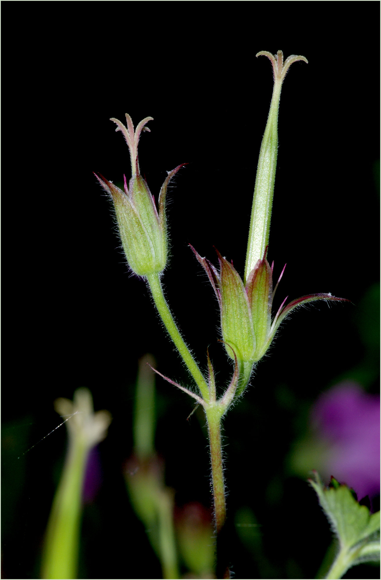 Cranesbill