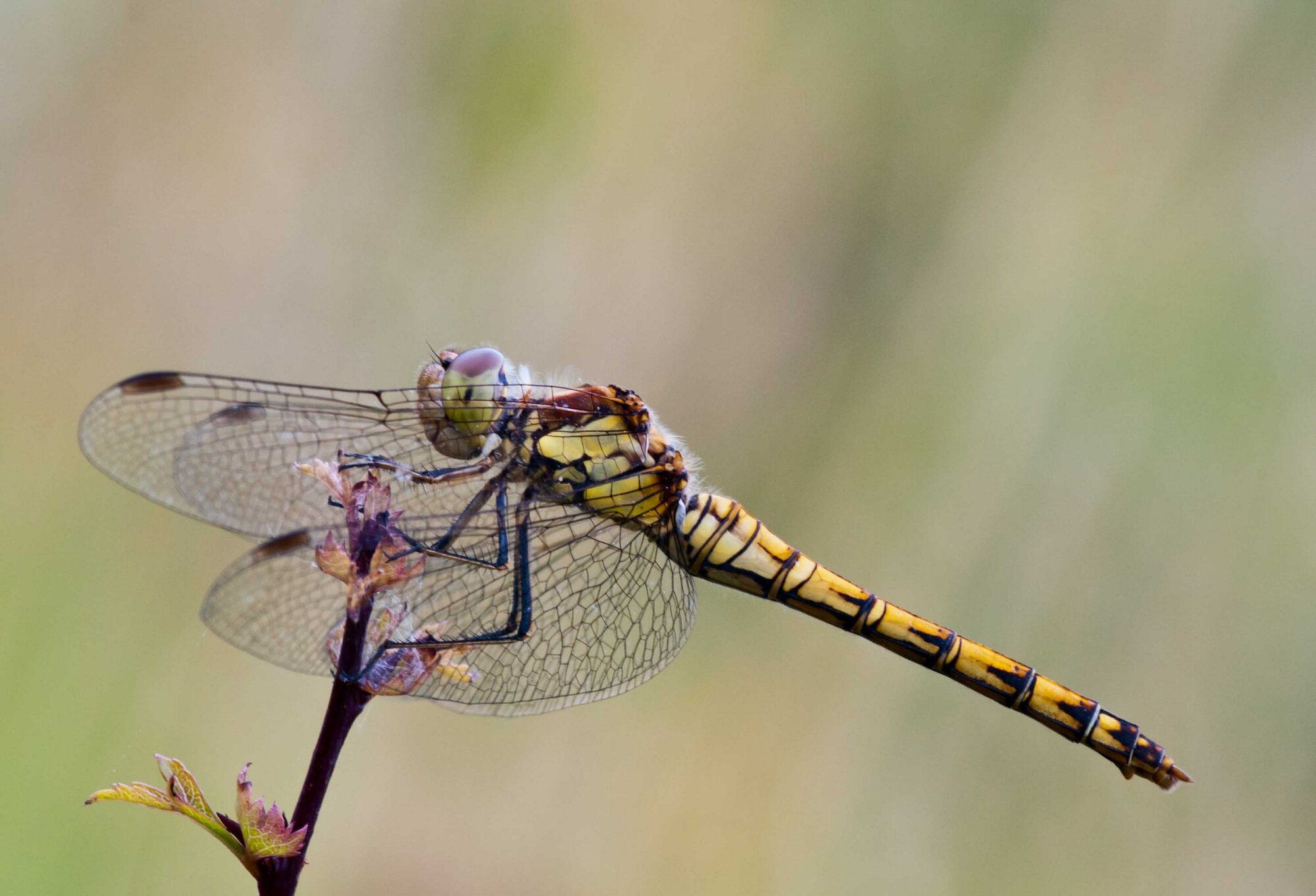 Dragonfly