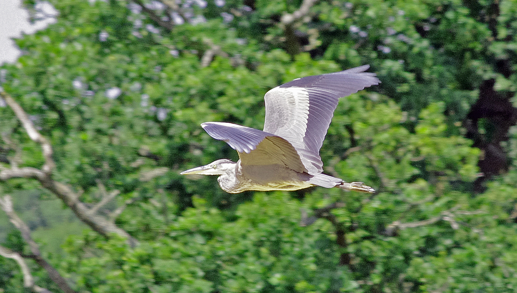 heron in flight