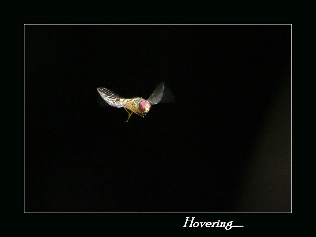 Hovering