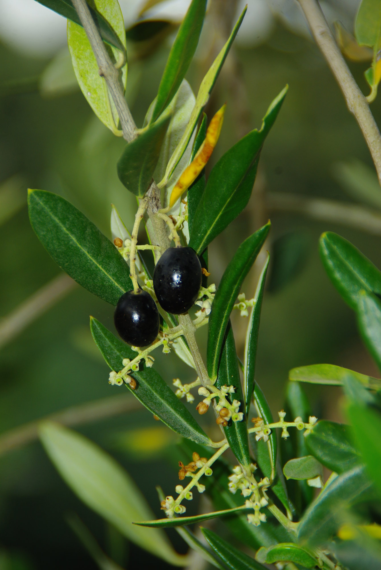 Olives