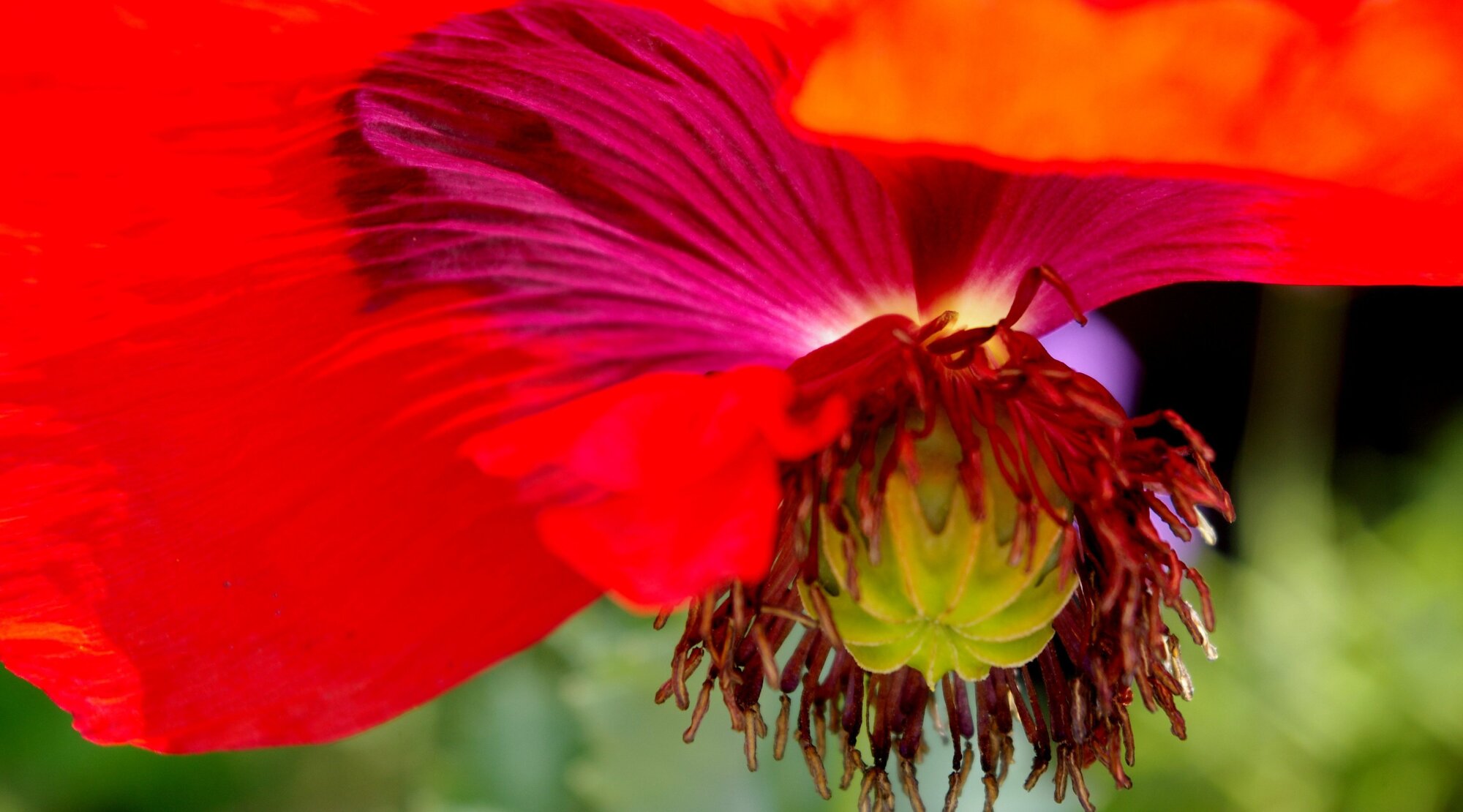Poppy  no 2