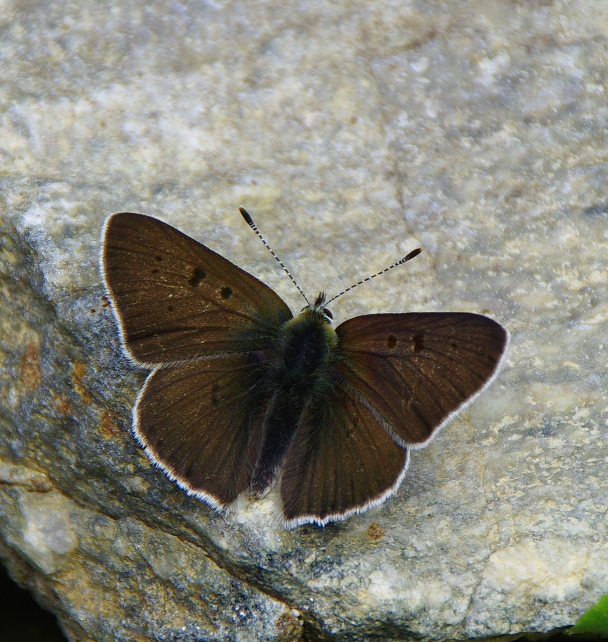 Resting in the sun